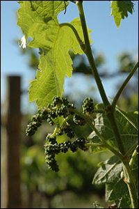 Grapes on the vine, image provided by SARDI