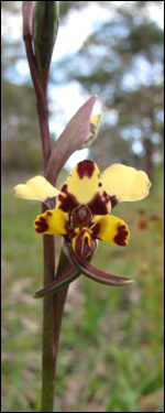 Donkey orchid at Belair National Park, image provided by Fran McGillivray